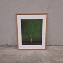 Corncockle Poster incl. oak frame (40x50cm)