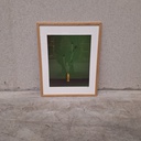 Corncockle Poster incl. oak frame (40x50cm)