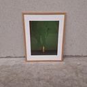 Corncockle Poster incl. oak frame (40x50cm)